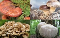 funghi